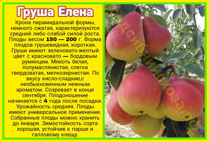 Груша Елена Описание Фото